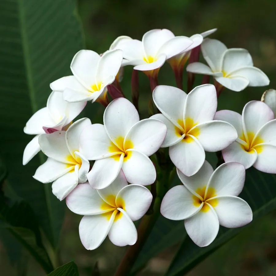 Hoa sứ trắng